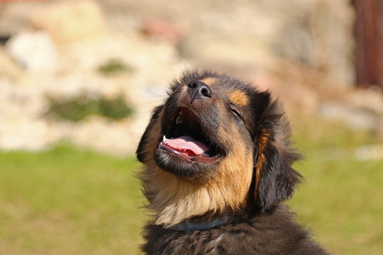 Entrenamiento de Cachorros con Refuerzo Positivo: Guía y Gadgets para Comprar en 2024 en Tiendas Online