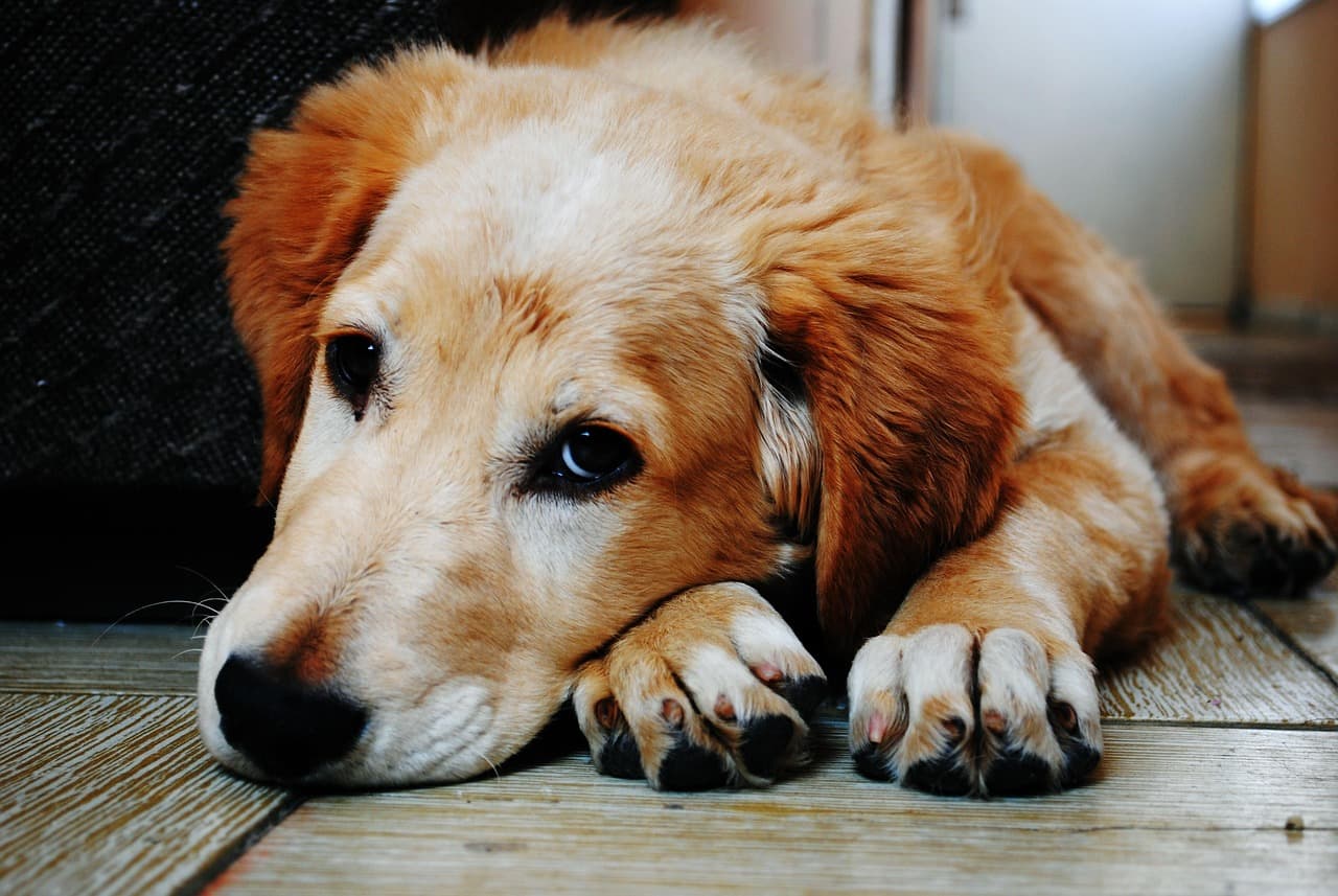 Ansiedad por Separación en Perros: Soluciones Tecnológicas para Comprar en 2024 (Tiendas Online)