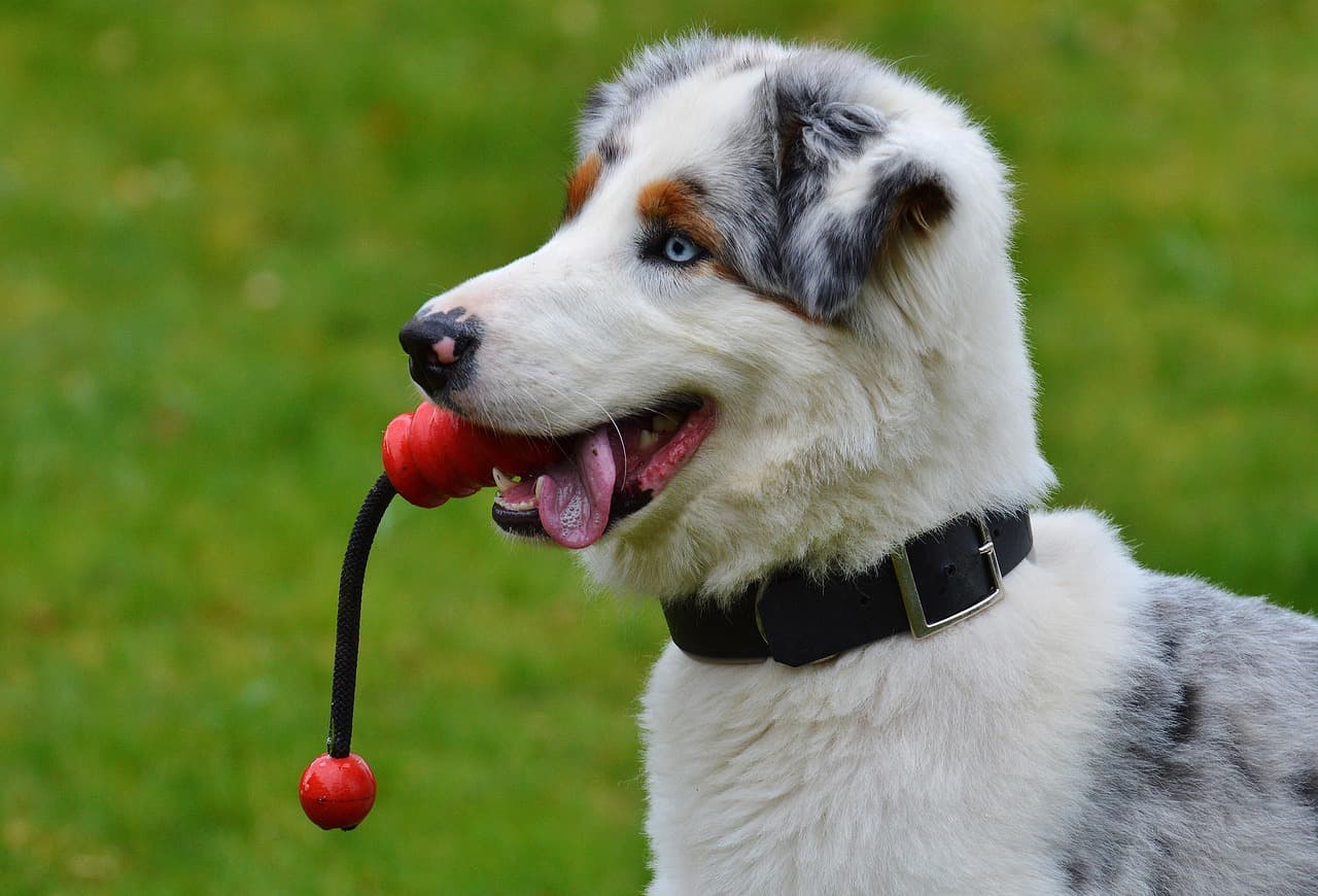 Juguetes Interactivos para Perros 2024: Compra Online para Estimulación Mental y Diversión en Tiendas Recomendadas