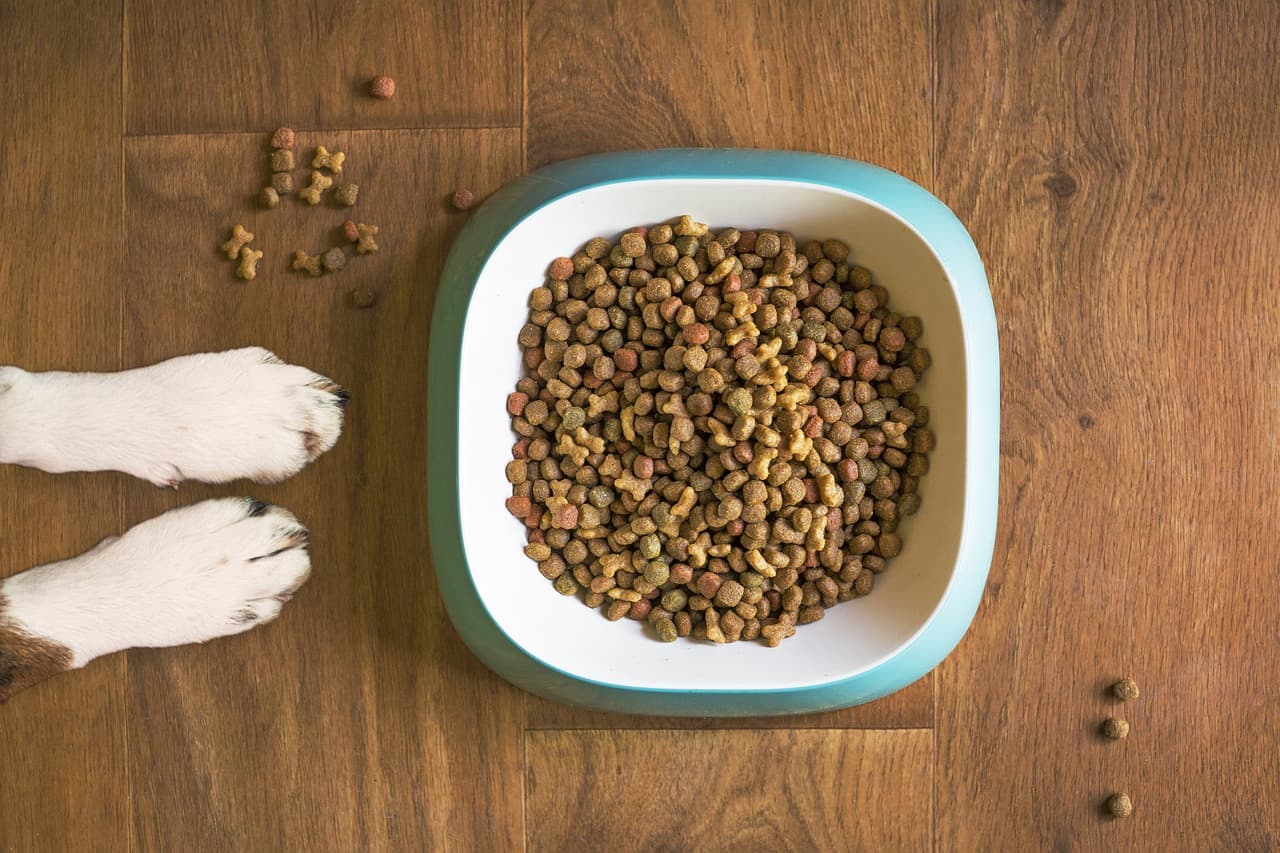 Guía Completa para Elegir y Comprar el Comedero Inteligente Perfecto para tu Perro en 2024 en Tiendas Online