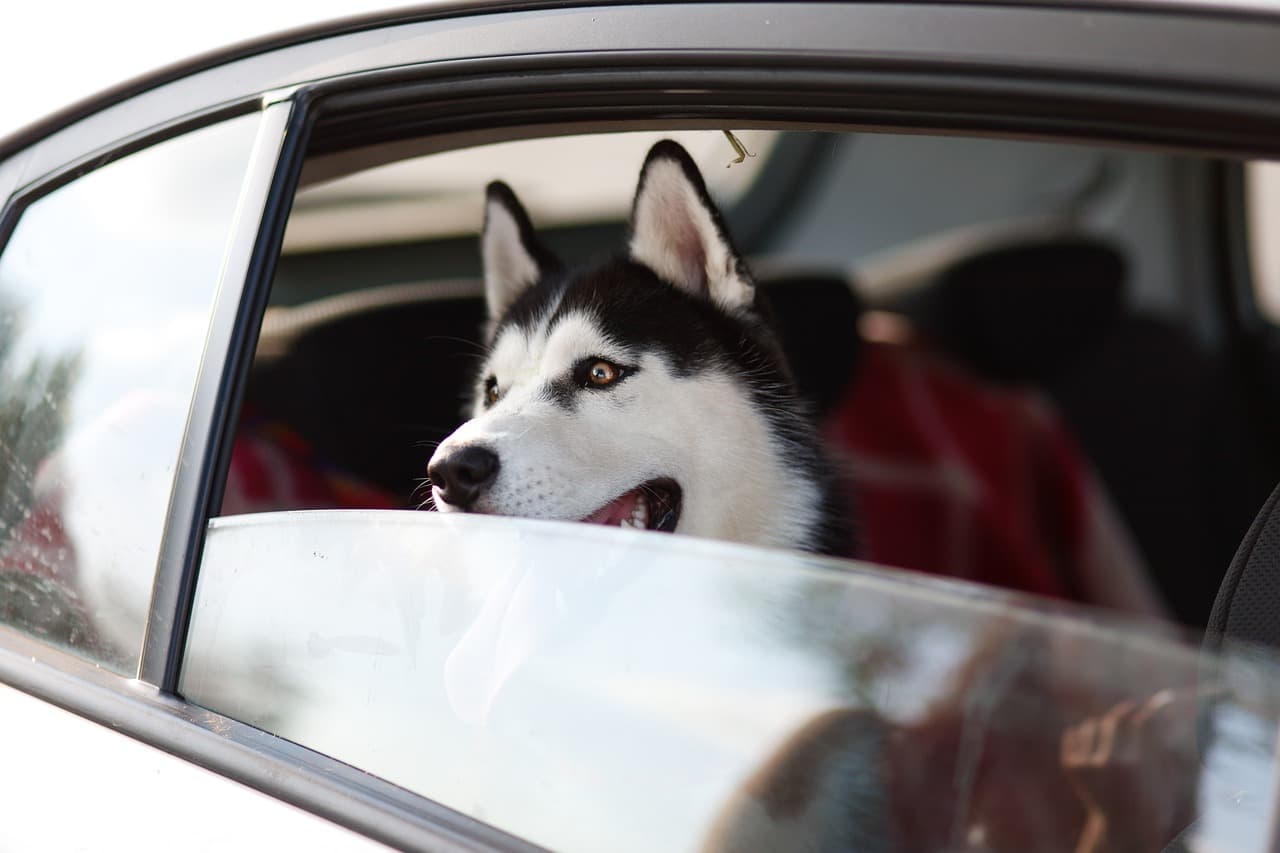 Viajar con tu Perro en 2024: Accesorios Esenciales para Comprar y Consejos Clave (Guía Online)
