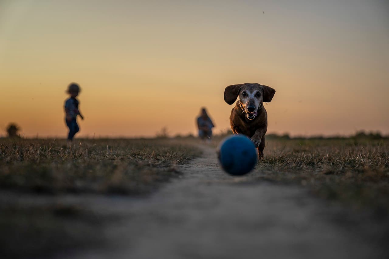 Los 5 Mejores Gadgets para Perros Activos en 2024: Compra Calidad y Precio en Tiendas Online