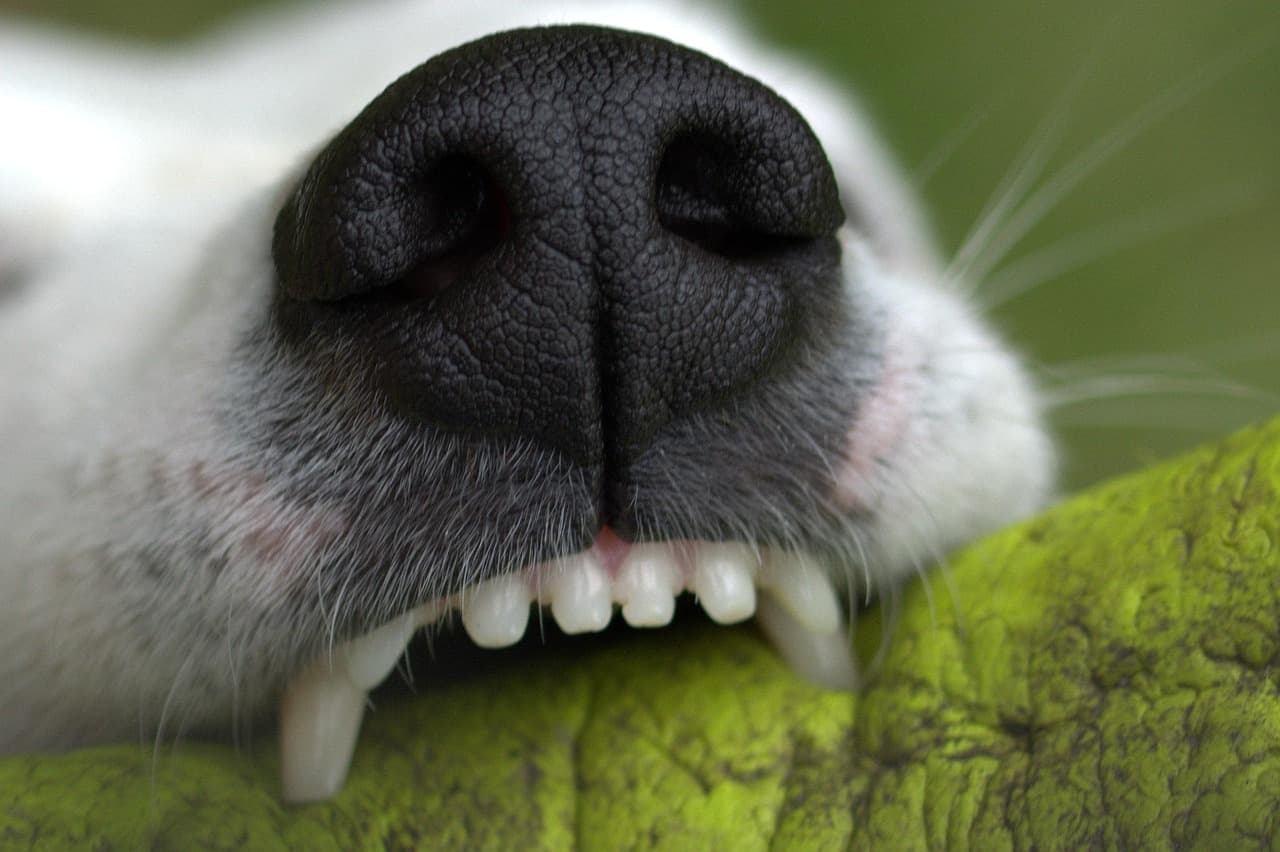 Salud Dental Canina 2024: Mejores Productos y Gadgets para Comprar Online