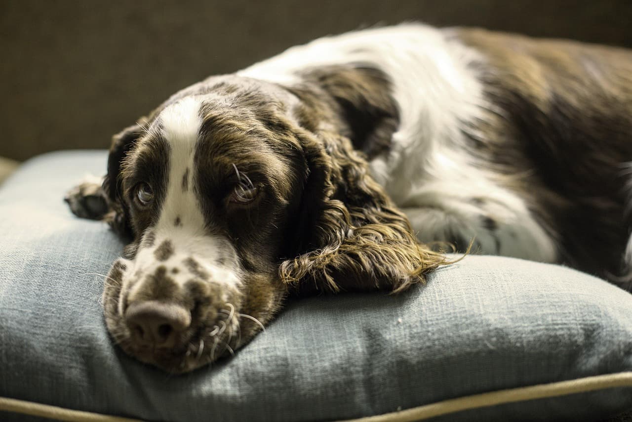 Las Mejores Camas para Perros 2024: Guía de Compra para un Descanso Óptimo